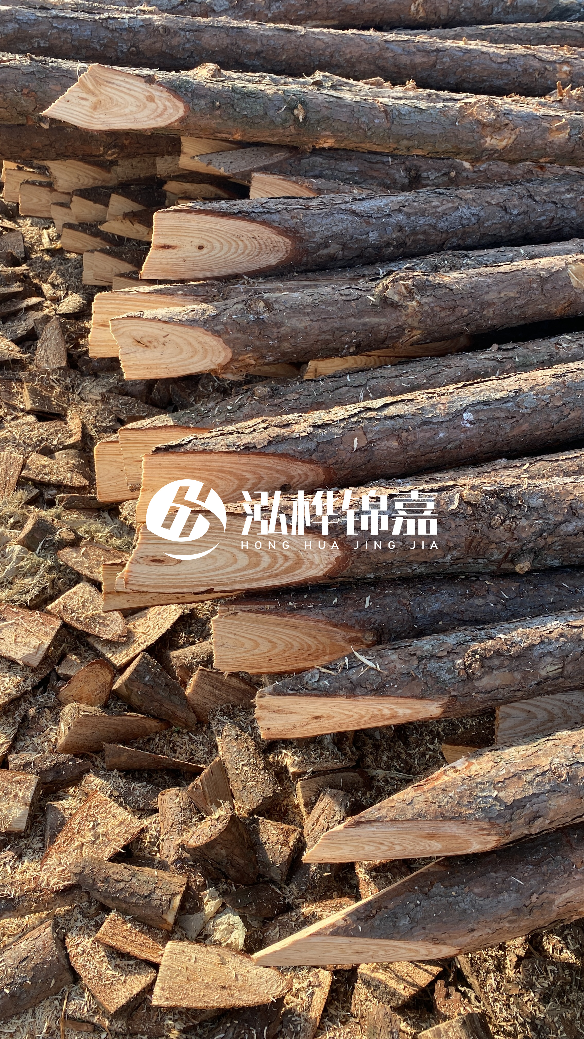 松木樁怎么分辨好壞？學(xué)會這幾招，輕松分辨松木樁好壞不踩雷！