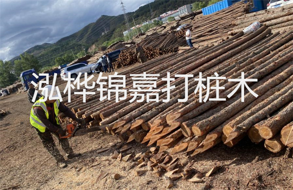 松木寄生價(jià)格多少錢一斤？！